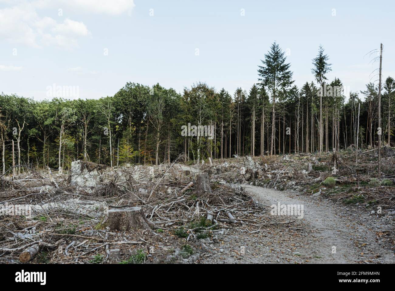 Kranke Wälder und Schnittbäume im Taunus Stockfoto