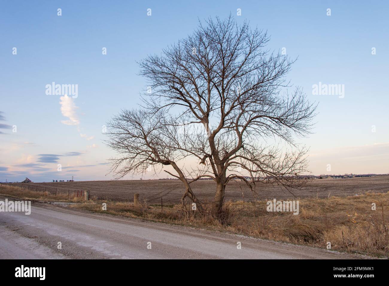 Ein einsamer Baum steht in der Nähe eines Winterfarmfeldes entlang einer Schotterstraße. Stockfoto
