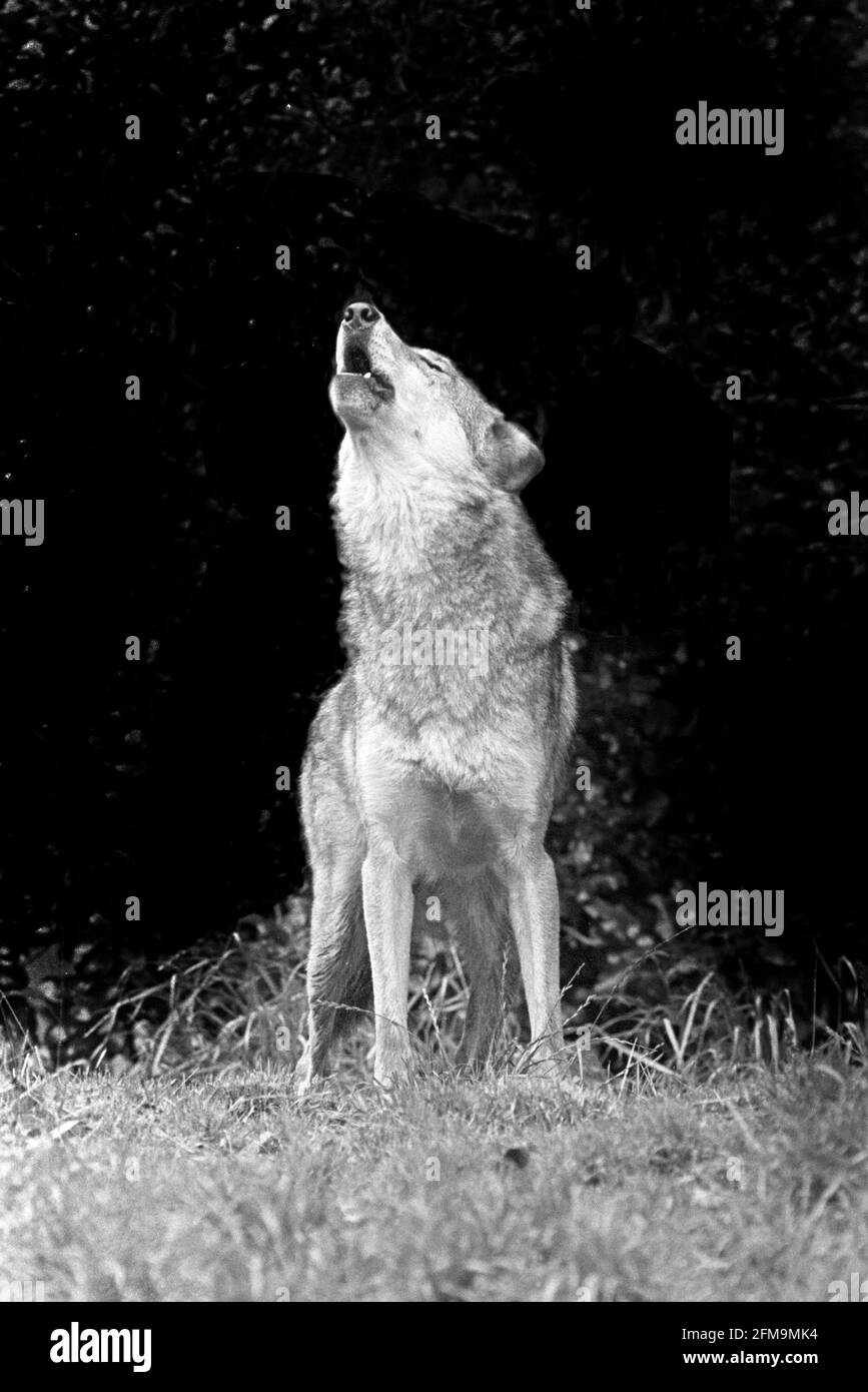 Porträt eines nordamerikanischen Holzwolfs oder Lobo oder Grauer Wolf, Canis lupis, der in einem Wald im Süden Kanadas heult. Stockfoto