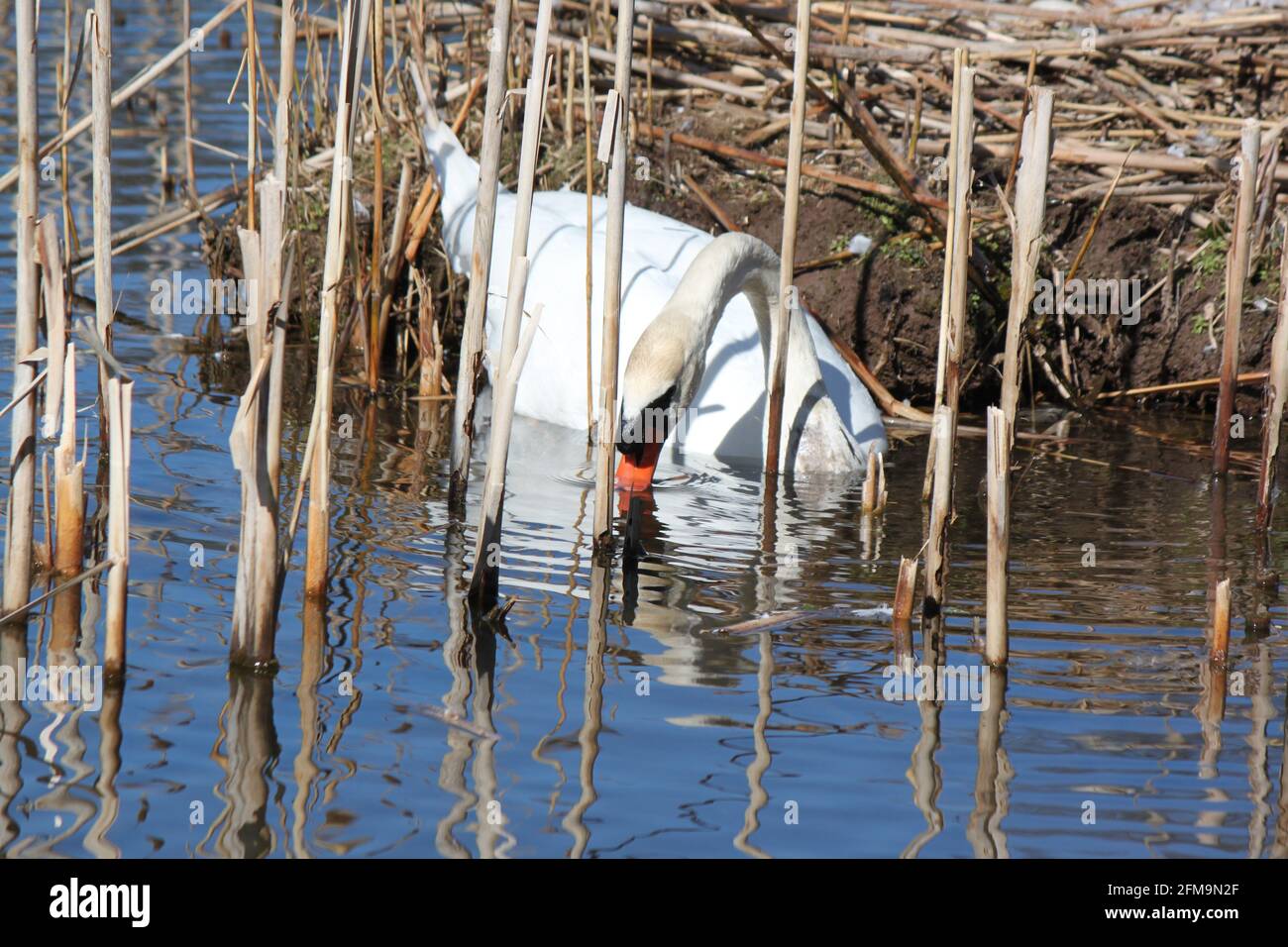 Mute Swan (Cygnus olor) urbane Tierwelt in Großbritannien. Schwan mit Seeruten, um ein Nest zu bauen. Schwanenlebensraum und Schwanennester auf dem schottischen See. Stockfoto