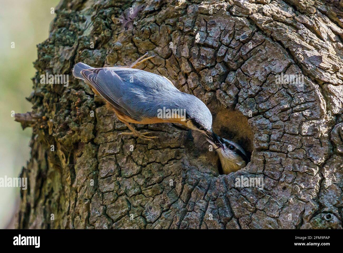 Nuthatch füttert Teil Stockfoto