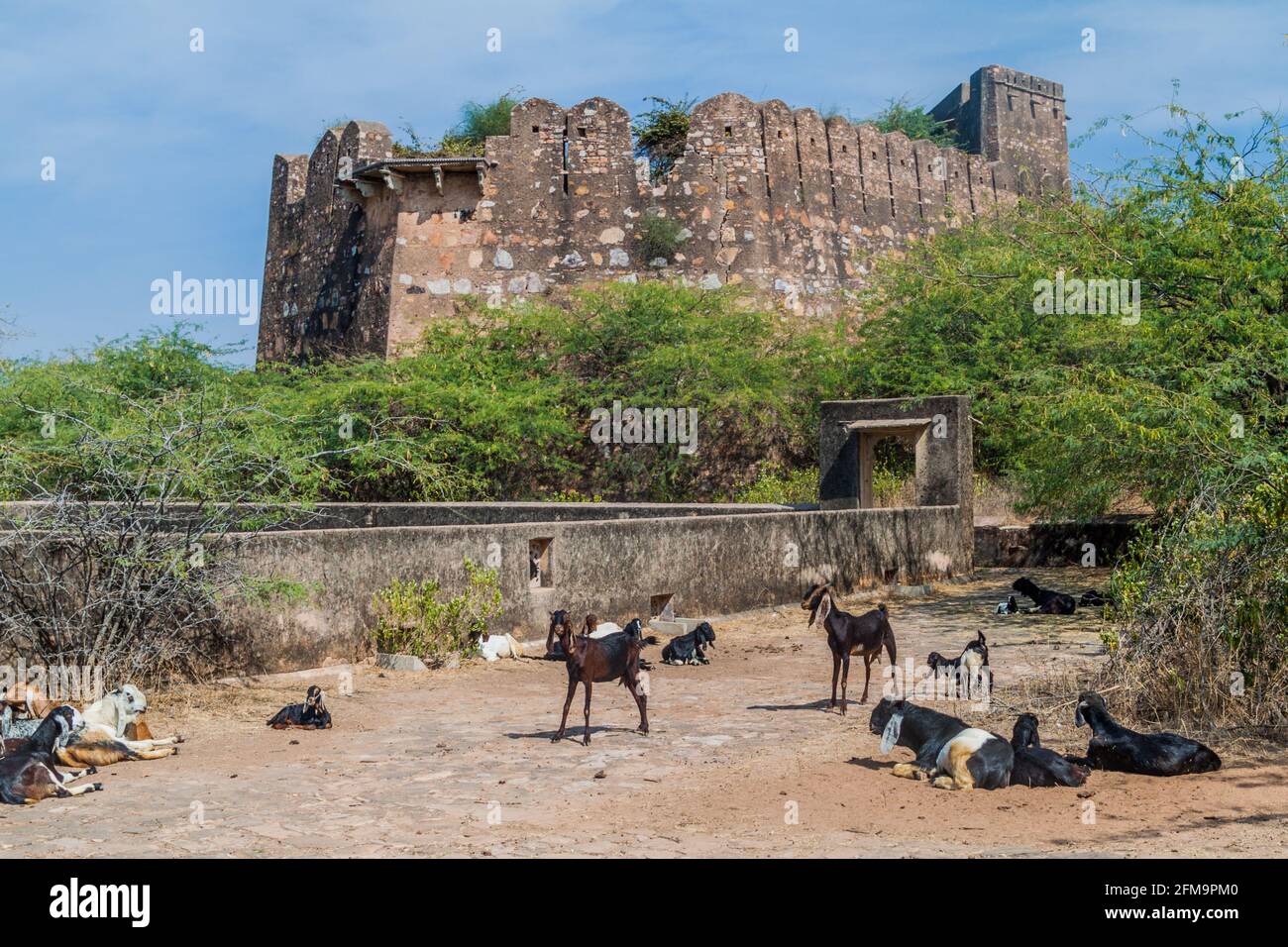 Ziegen bei Taragarh Fort in Bundi, Rajasthan Staat, Indien Stockfoto