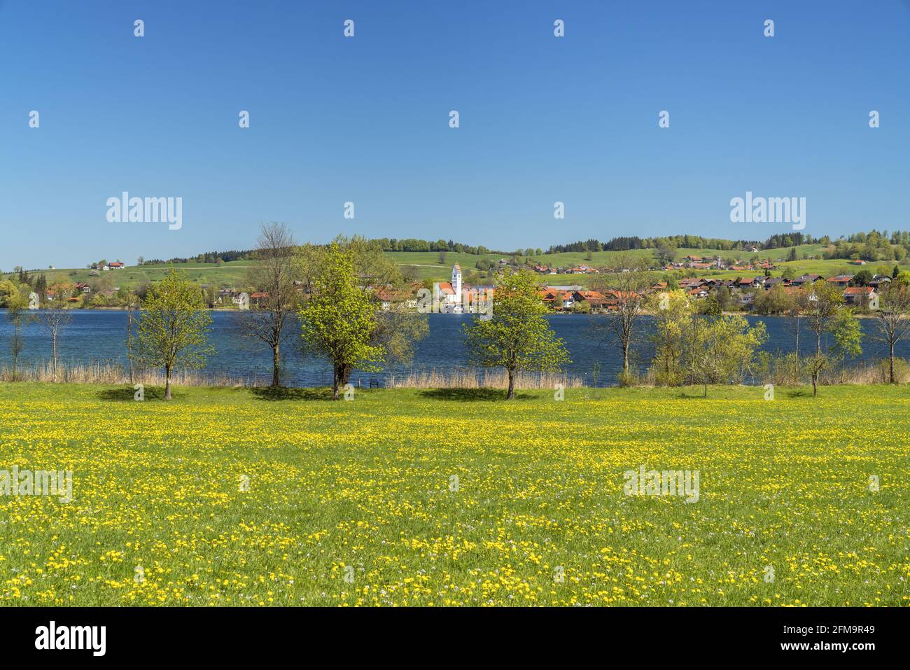 Frühlingswiese vor dem Riegsee, Oberbayern, Bayern, Deutschland Stockfoto
