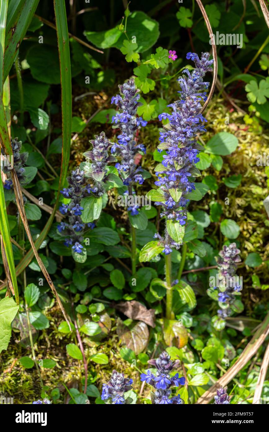 Bugola Blumen und St. Lawrences Gras, Ajuga reptans, im botanischen Garten von Sorgenti del Cavuto. Abruzzen, Italien, Europa Stockfoto