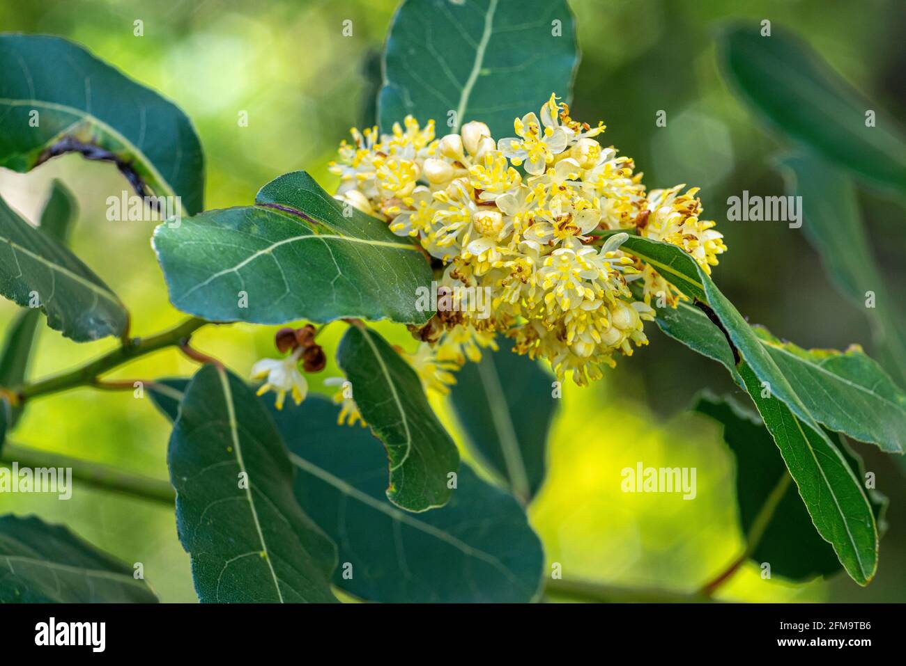 Der blühende Lorbeer, Laurus nobilis L., ist eine aromatische und offizinale Pflanze, die zur Familie der Lauraceae gehört. Abruzzen, Italien, Europa Stockfoto