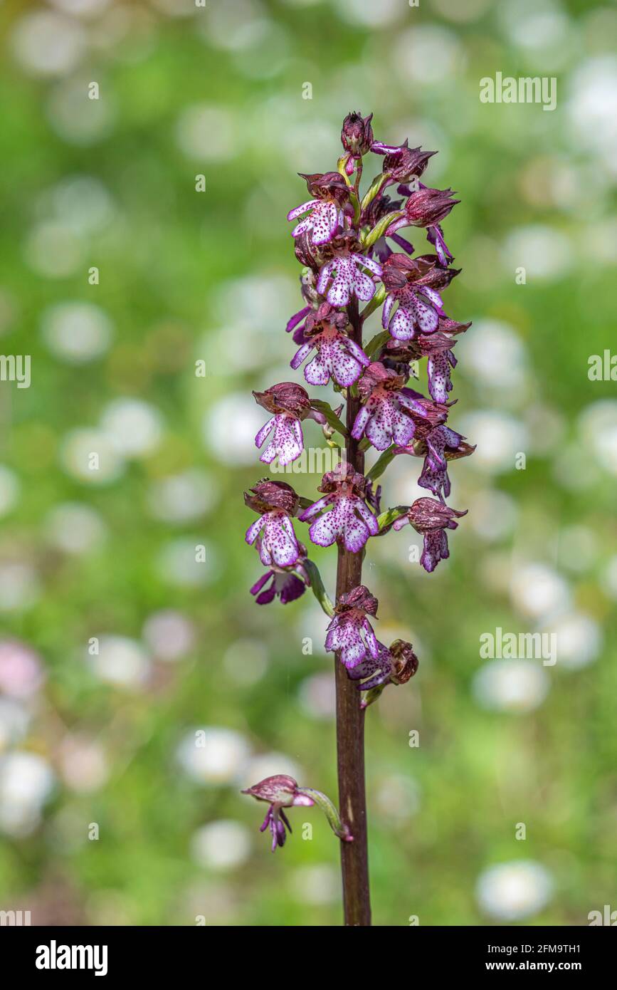 Purple Orchid oder Greater Orchid, Orchis purpurea Huds, ist eine Pflanze, die zur Familie der Orchidaceae gehört. Quellen von Cavuto, Abruzzen, Italien, Europa Stockfoto