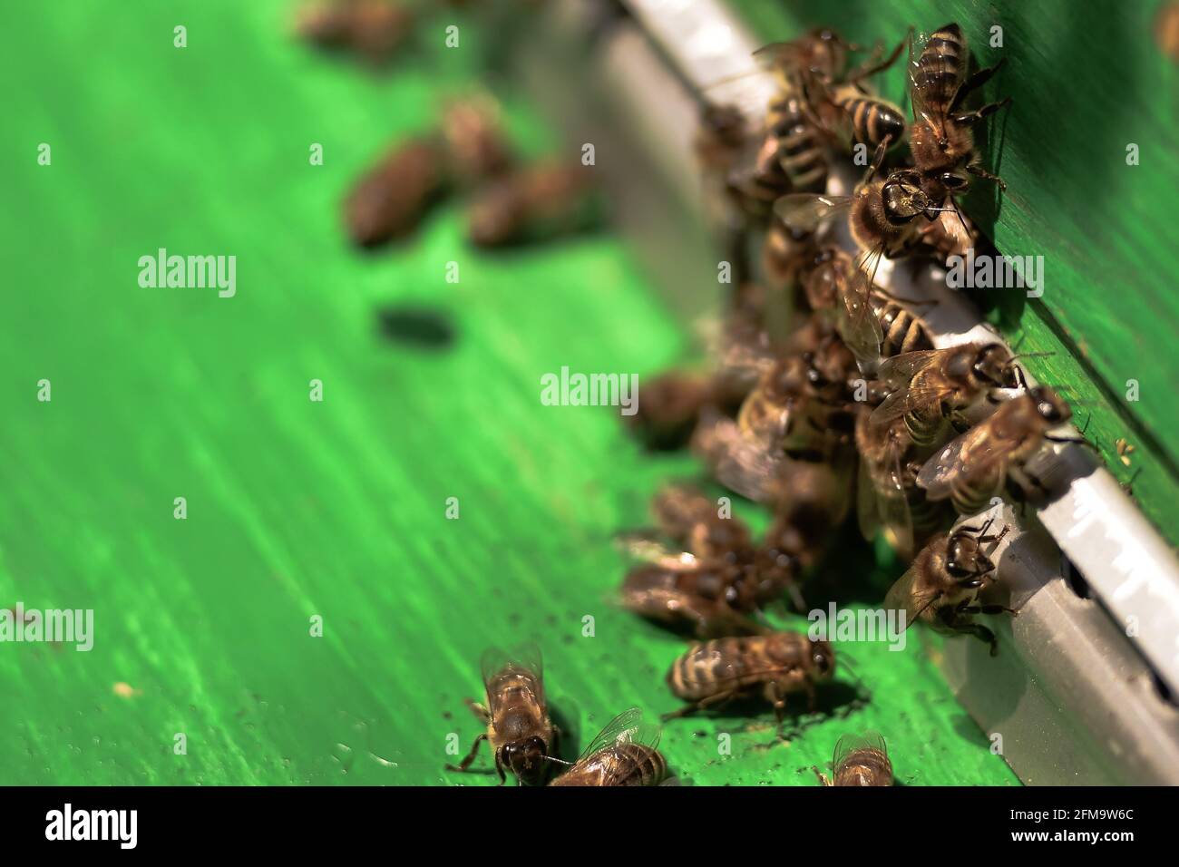 Bienen sammeln Honig und schwärmen um den Bienenstock herum. Bienen fliegen um den Bienenstock, nachdem sie im Frühjahr Pollen gesammelt haben. Selektiver Fokus. Stockfoto