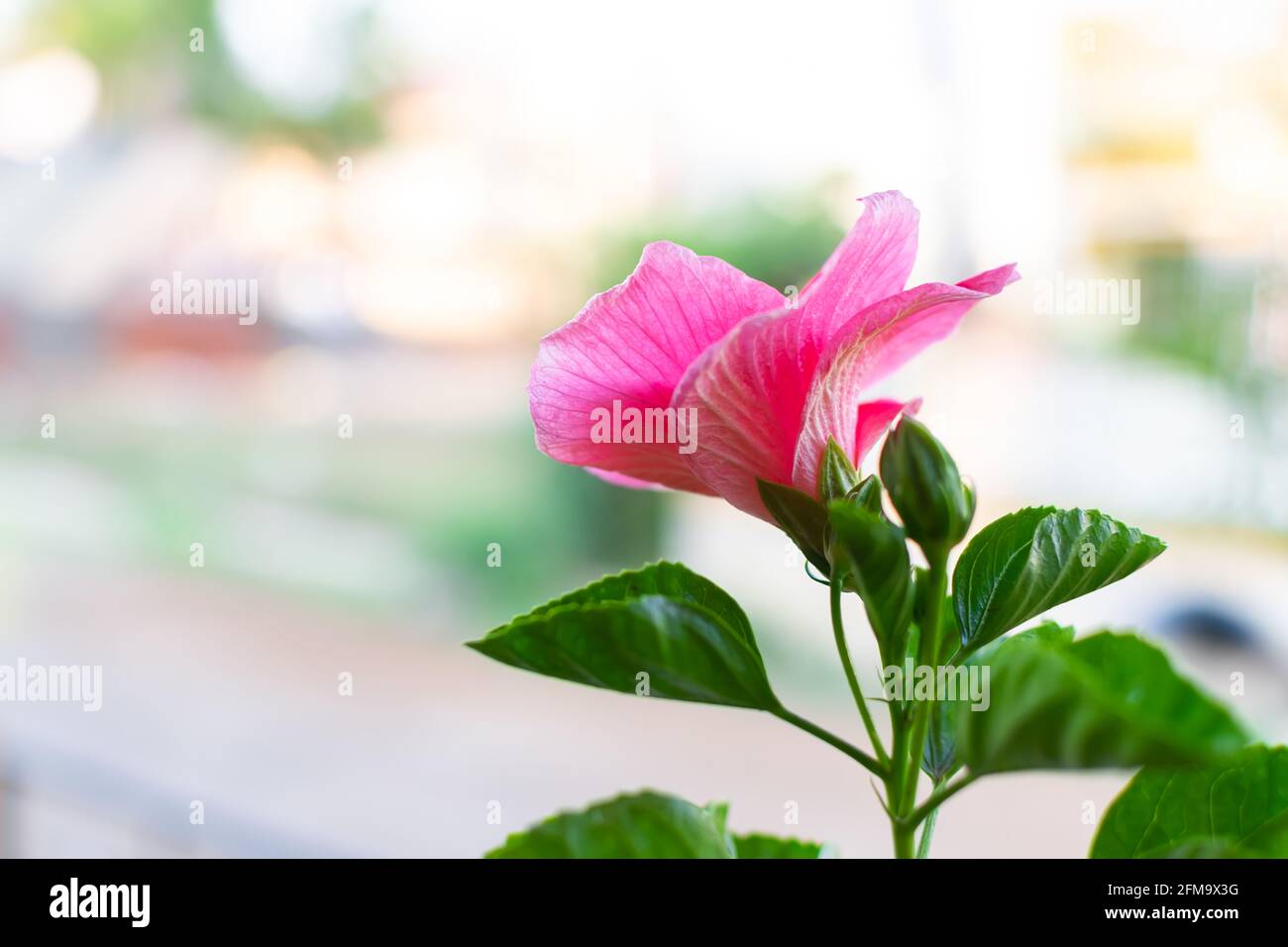 Rosafarbene Hibiskusblüte mit ihren Blättern. Differentialfokus verwendet. Stockfoto