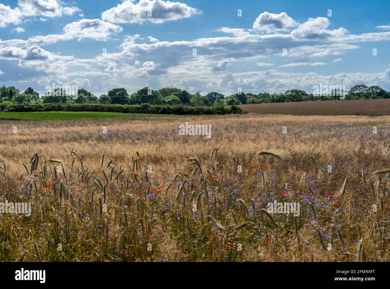 Goldenes Maisfeld Stockfoto