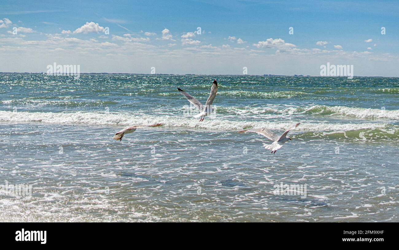 Möwen an der Nordsee Stockfoto