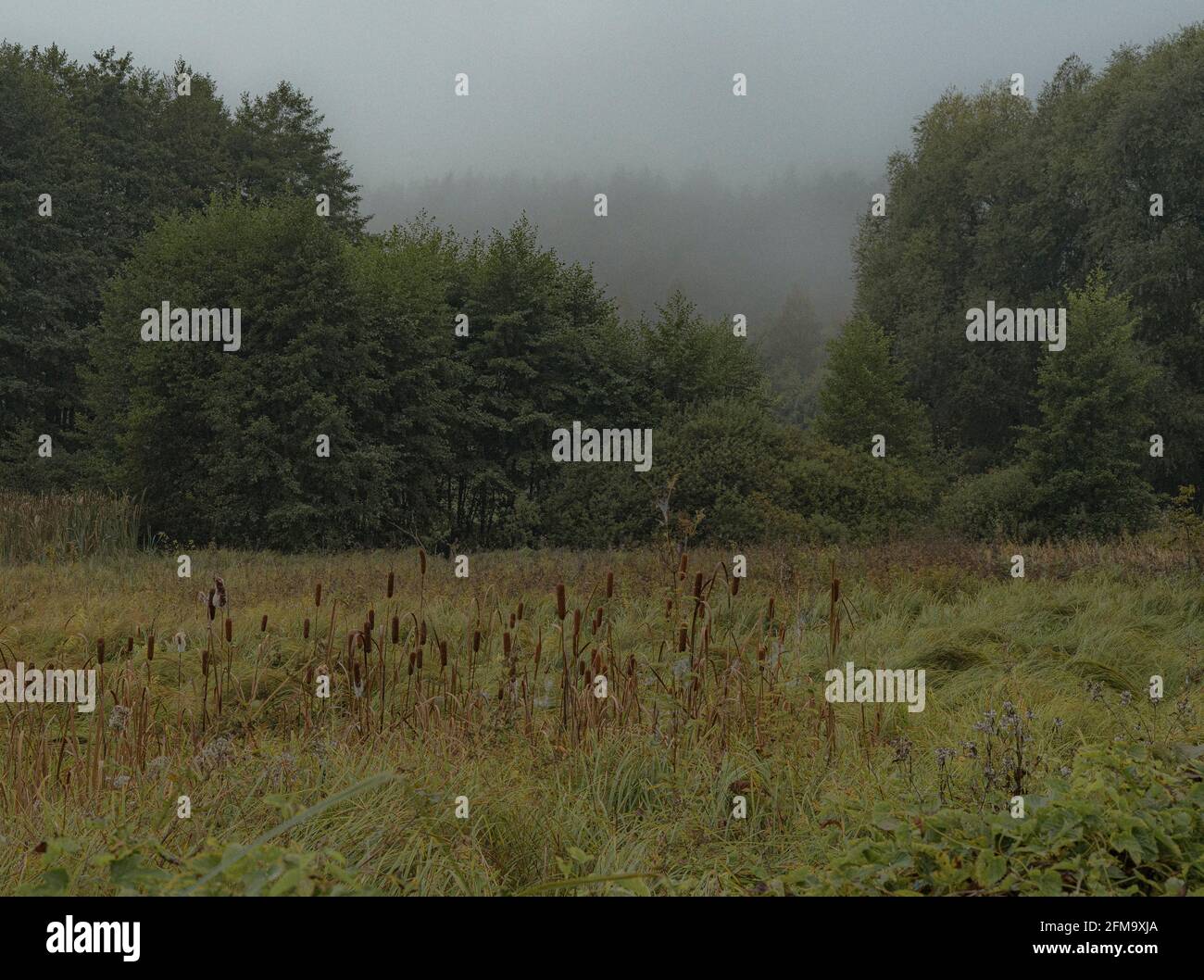 Nebel im Moor Stockfoto