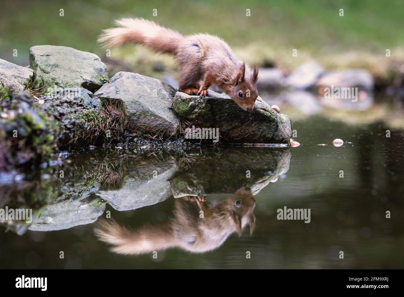 Rotes Eichhörnchen begibt sich auf einen Teich mit Felsen und schaut auf die Reflexion In Wasser Stockfoto