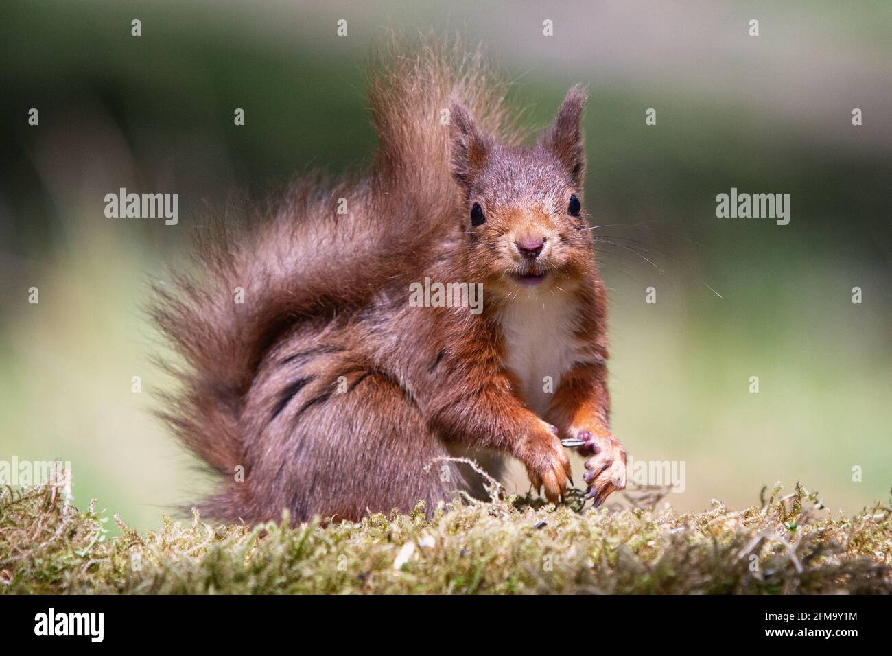 Niedliches glückliches rotes Eichhörnchen saß auf grünem Moos und lächelte an Die Kamera bei Sonnenschein Stockfoto