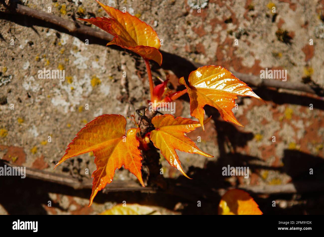 Junge Triebe eines wilden Weins an einer Wand Stockfoto