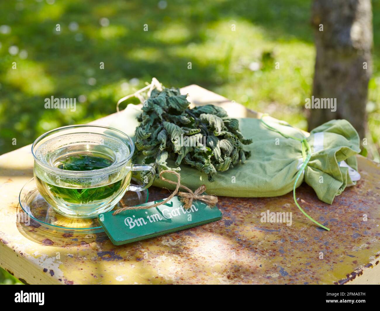 Brennnessel als Heilpflanze: Brennnesseltee aus getrockneten Brennnesselblättern in einem Teeglas Stockfoto