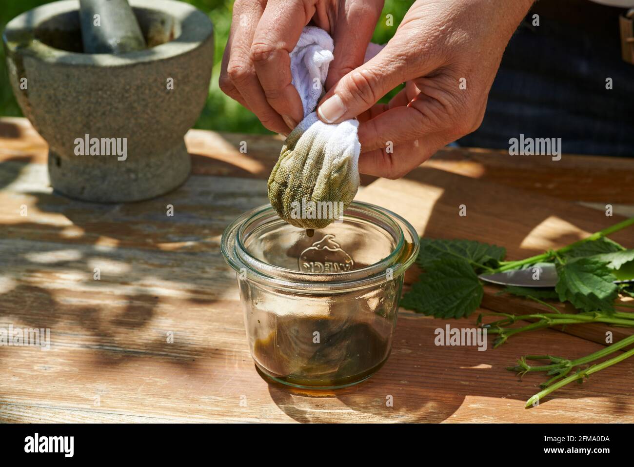 Brennnessel als Heilpflanze: Schritte bei der Herstellung eines Brennnesselöls, ein paar Hände einer Frau wringen eine Käseschal aus Stockfoto