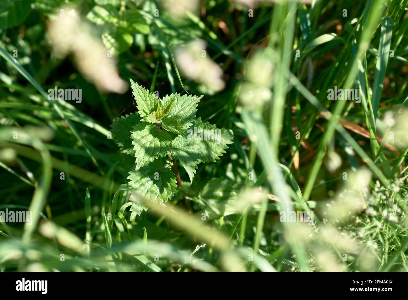 Brennnessel als Heilpflanze: Brennnessel im Halbschatten Stockfoto