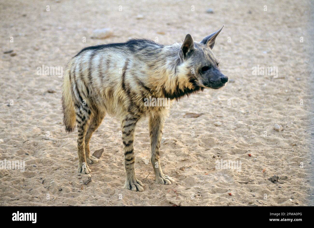 Gestreifte Hyäne (Hyena hyena) Stockfoto