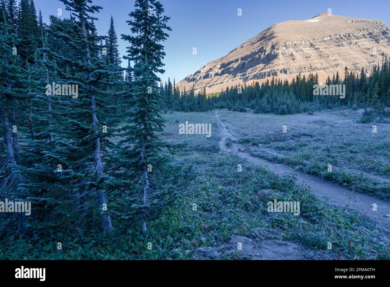 Die Morgensonne leuchtet auf einem Gipfel, während die Wiesen noch im Schatten liegen. Kalter, sonniger Morgen im Glacier National Park, Montana. Wandern auf dem Siyeh Pass Trail Stockfoto