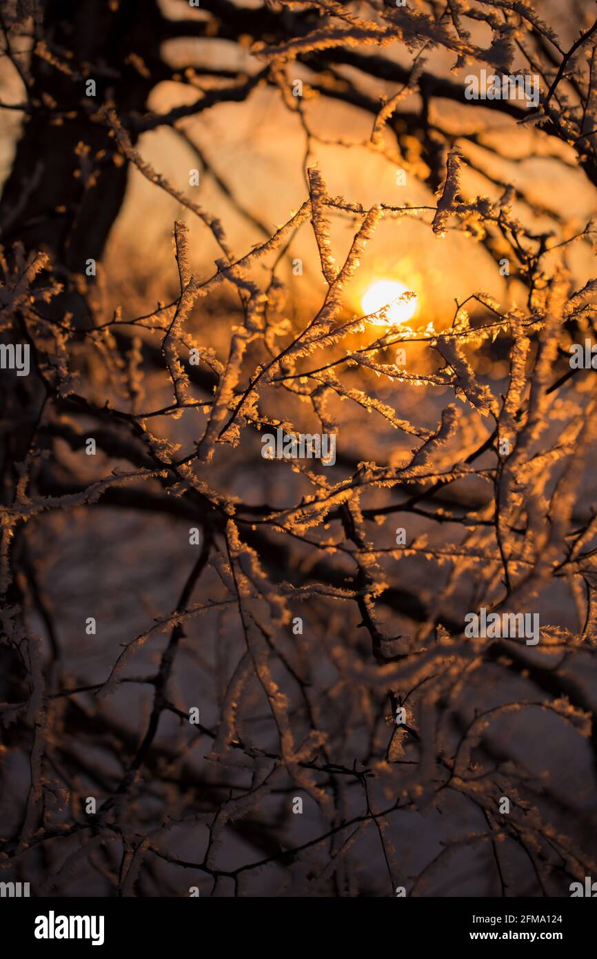 Frostige Birkenzweige, Sonnenuntergang, Winter, Abend, Finnland Stockfoto