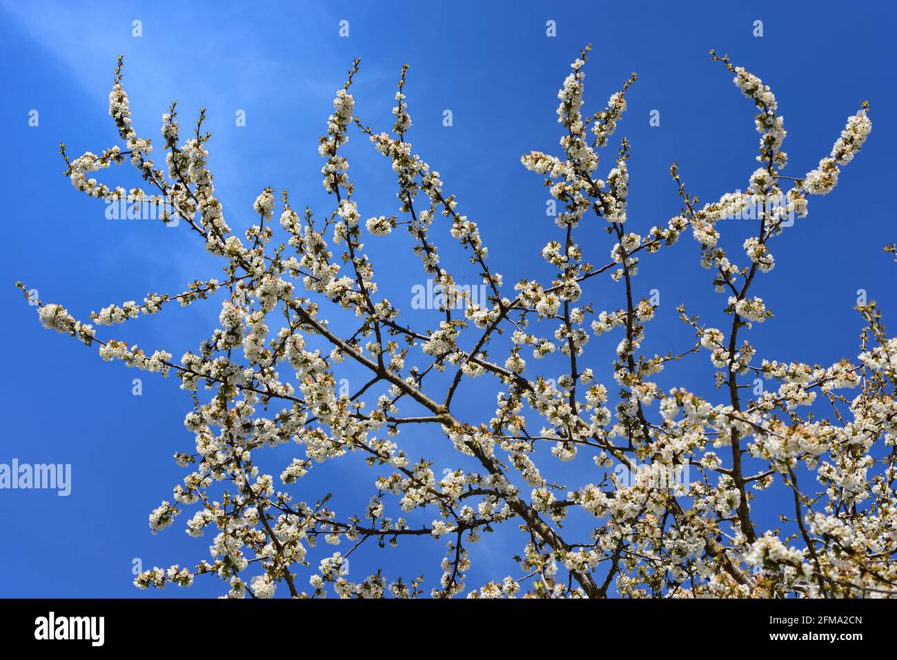 Zarte weiße Kirschblüten auf einem Zweig mit Blütenblättern Spring gegen einen blauen Himmel Stockfoto