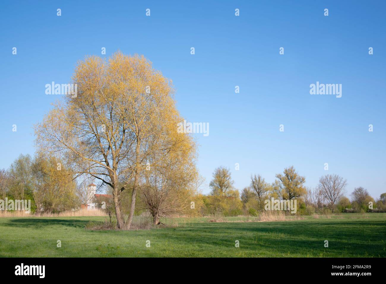 Im Frühjahr wächst auf einer Wiese vor einem kleinen Dorf in Bayern ein hoher Laubbaum Stockfoto