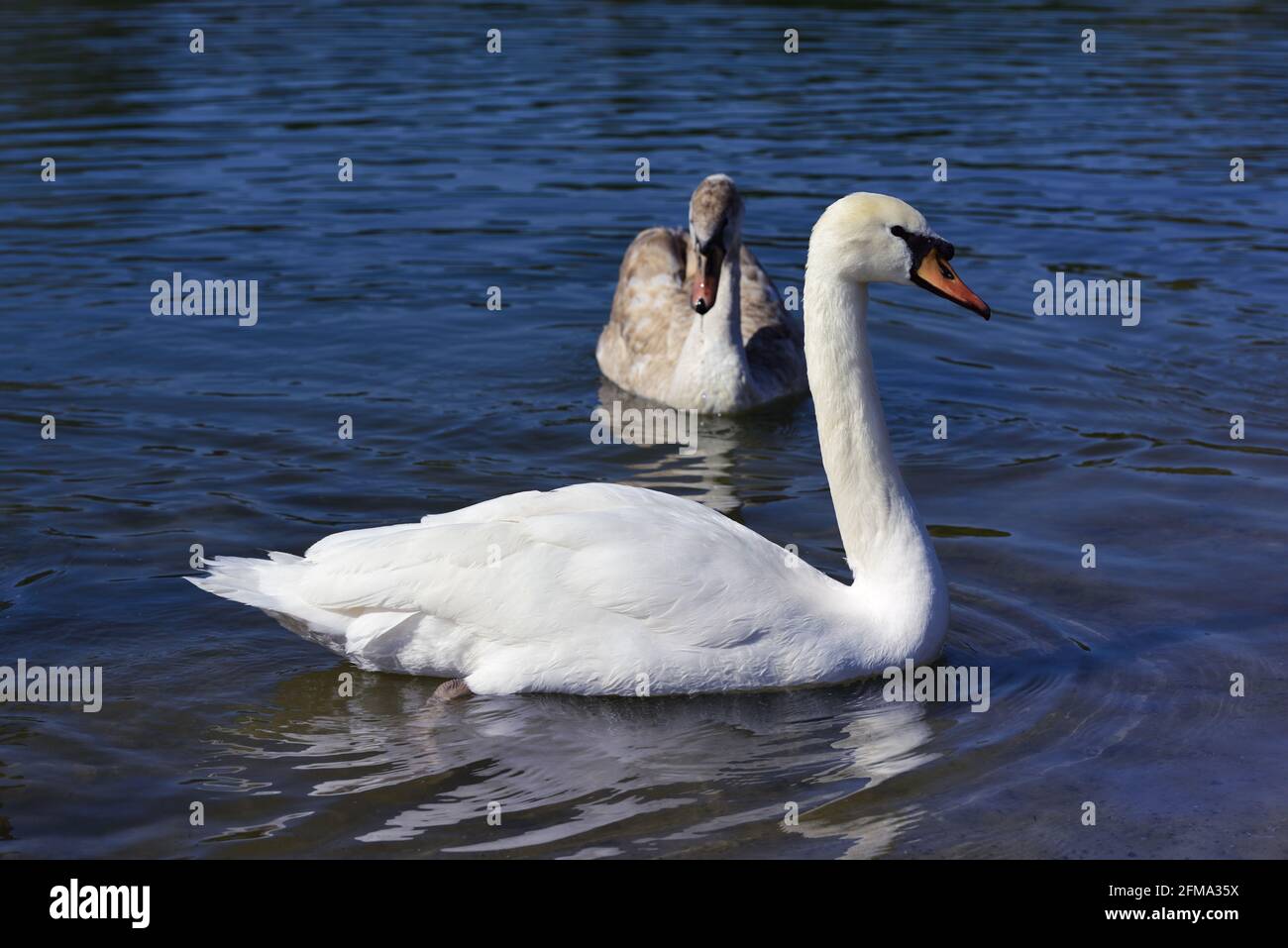 Ein weißer Schwan schwimmt im blauen Wasser hinein Vorderseite eines jüngeren Schwans Stockfoto Ein weißer Schwan schwimmt im blauen Wasser hinein Vorderseite eines jüngeren Schwans Stockfoto
