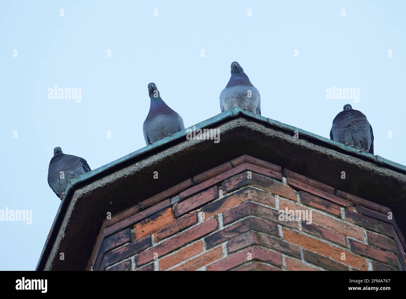 Tauben, Stadttauben, Turm, vier Stockfoto