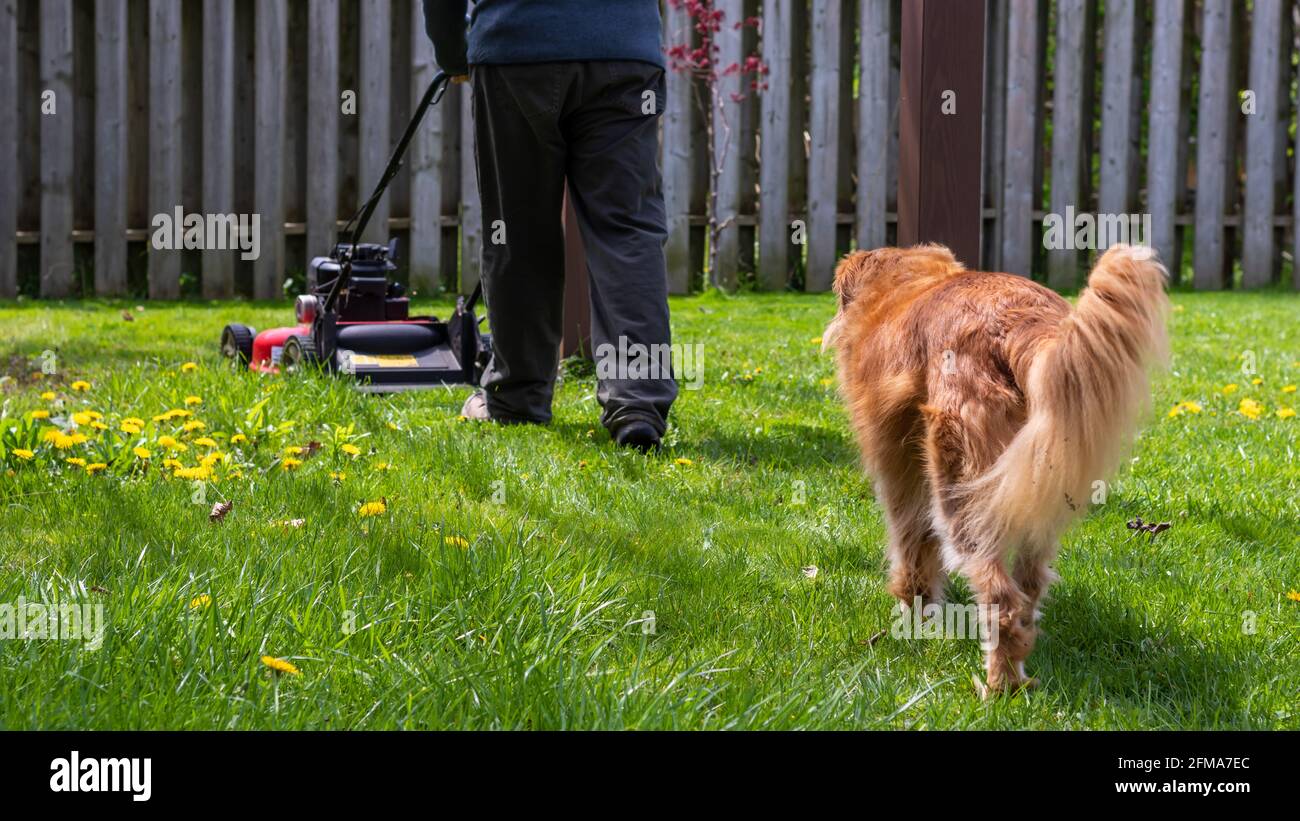 Rückansicht von Nova Scotia Duck Tolling Retriever Hund, der einem Mann mittleren Alters folgt, der mit einem roten Rasenmäher den Rasen mäht. Dandelionen auf dem Rasen. Stockfoto