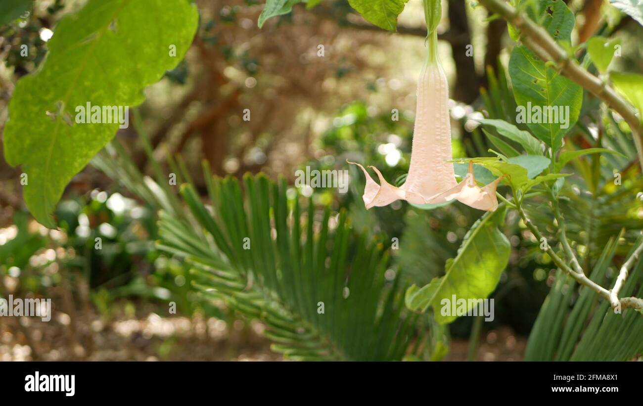 Brugmansia blüht, gärtnerische Gärten in Kalifornien, USA. Natürliche botanische Nahaufnahme Hintergrund. Zartrosa Blüte im frühlingshaften Garten, frische Frühlingsflora im weichen Fokus. Engel Trompeten Pflanzen. Stockfoto