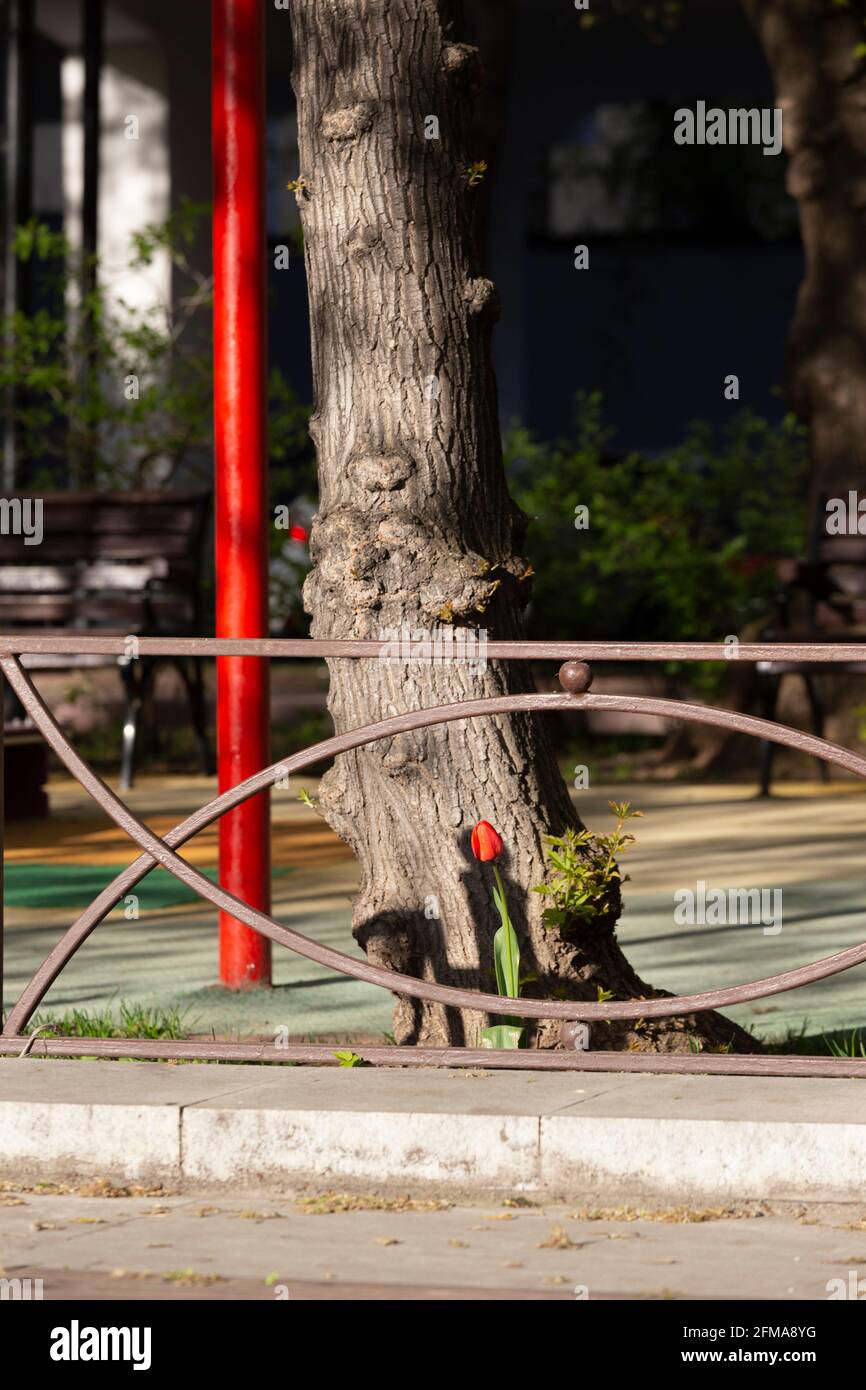 Eine rote Tulpe und eine farblich passende Metallstruktur in Die Straße Stockfoto