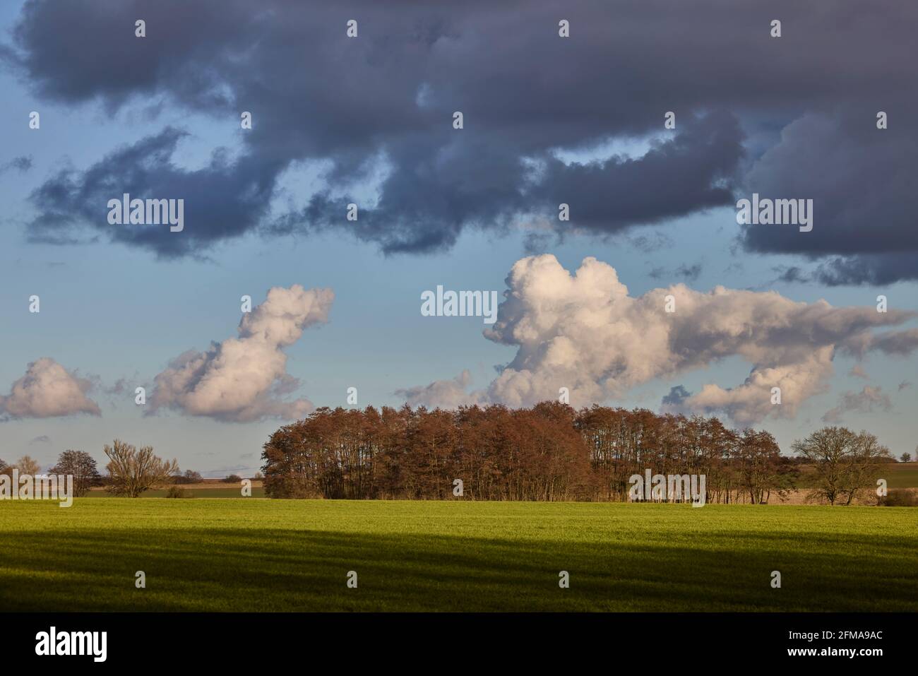 Deutschland, Mecklenburg-Vorpommern, Feldkorridor Stockfoto