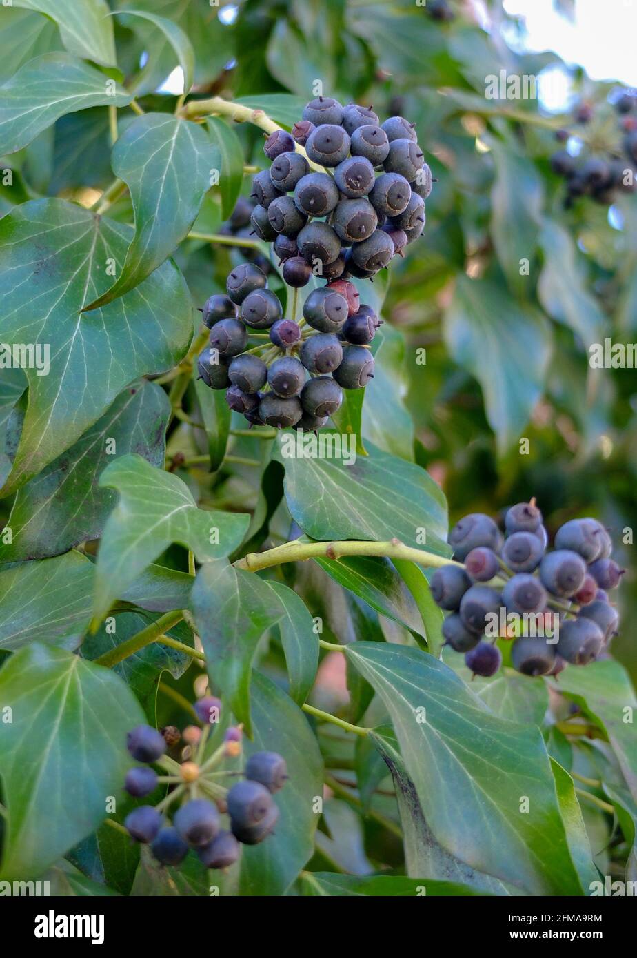 Schwarze efeu beeren -Fotos und -Bildmaterial in hoher Auflsung  Alamy