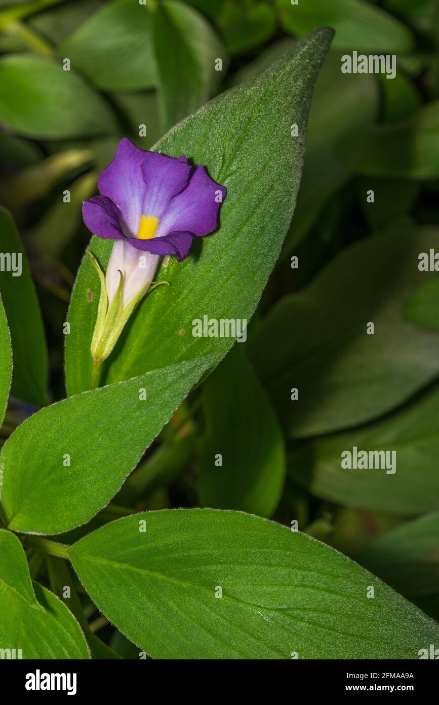Lila Zimmerpflanze Blume mit grnen Blttern namens chirita und auch  Manchmal Primulina Stockfotografie - Alamy