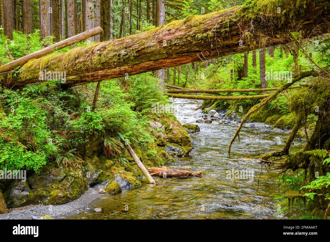 Falled Tree bietet einen prekären Weg über Olney Creek im Bundesstaat Washington. Der Fluss fließt durch eine üppig grüne Schlucht Stockfoto