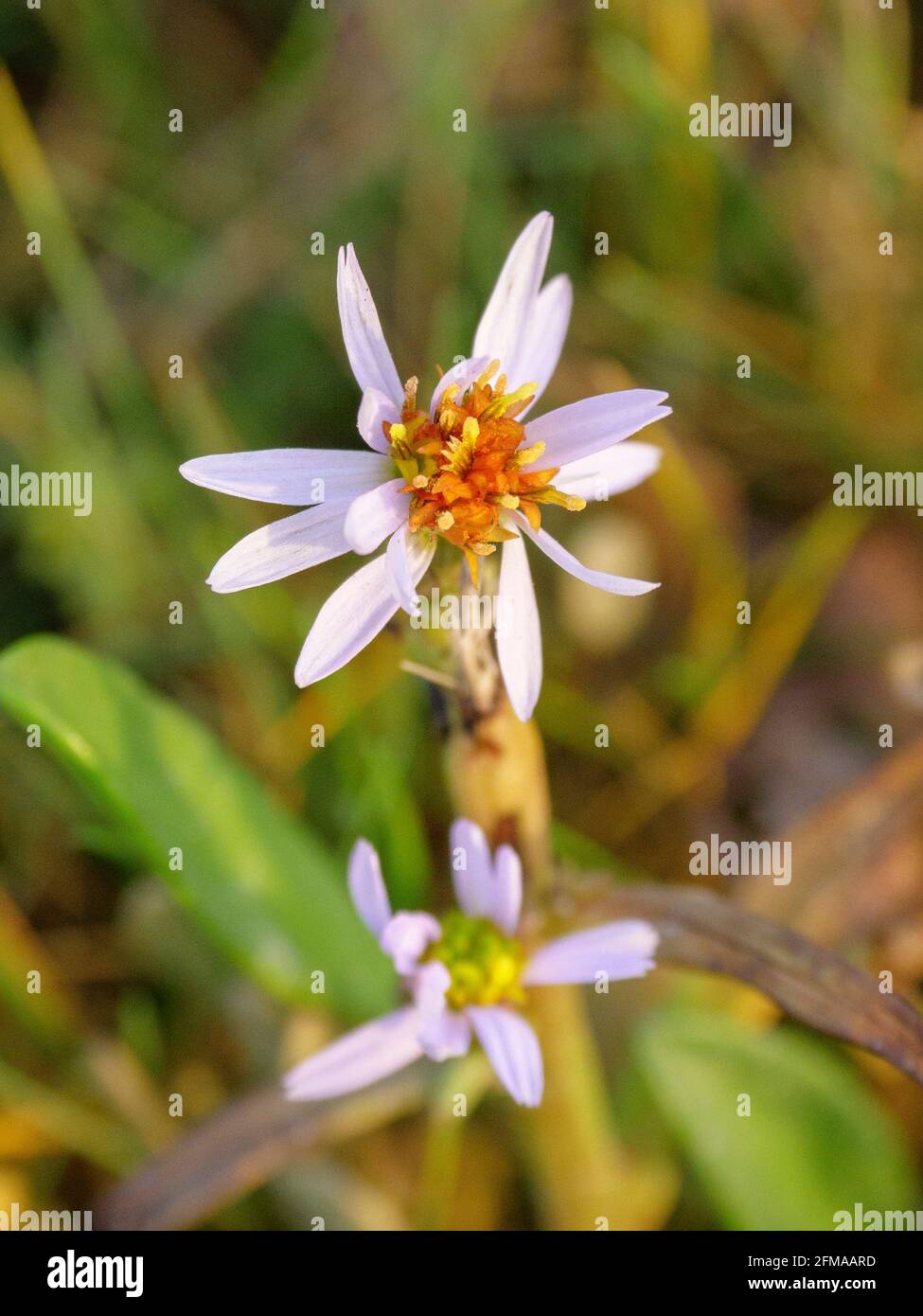 Strandnaster, Salznaster, Pannonia-Salznaster, Tripolium pannonicum, Blume, Nationalpark Wattenmeer, UNESCO-Weltkulturerbe, Schleswig-Holstein, Deutschland Stockfoto