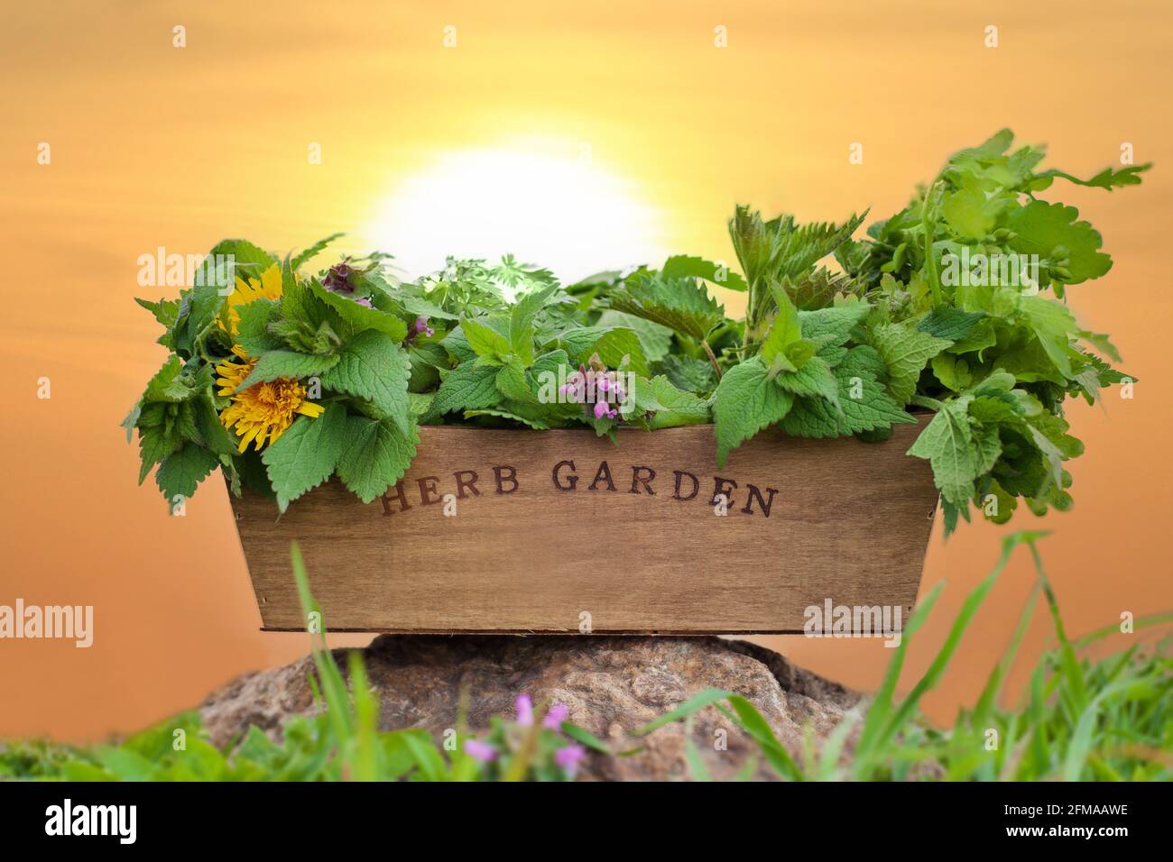 Frische Kräuter in Holzkiste - SONNENUNTERGANG. Kräutermedizin - Konzept Stockfoto