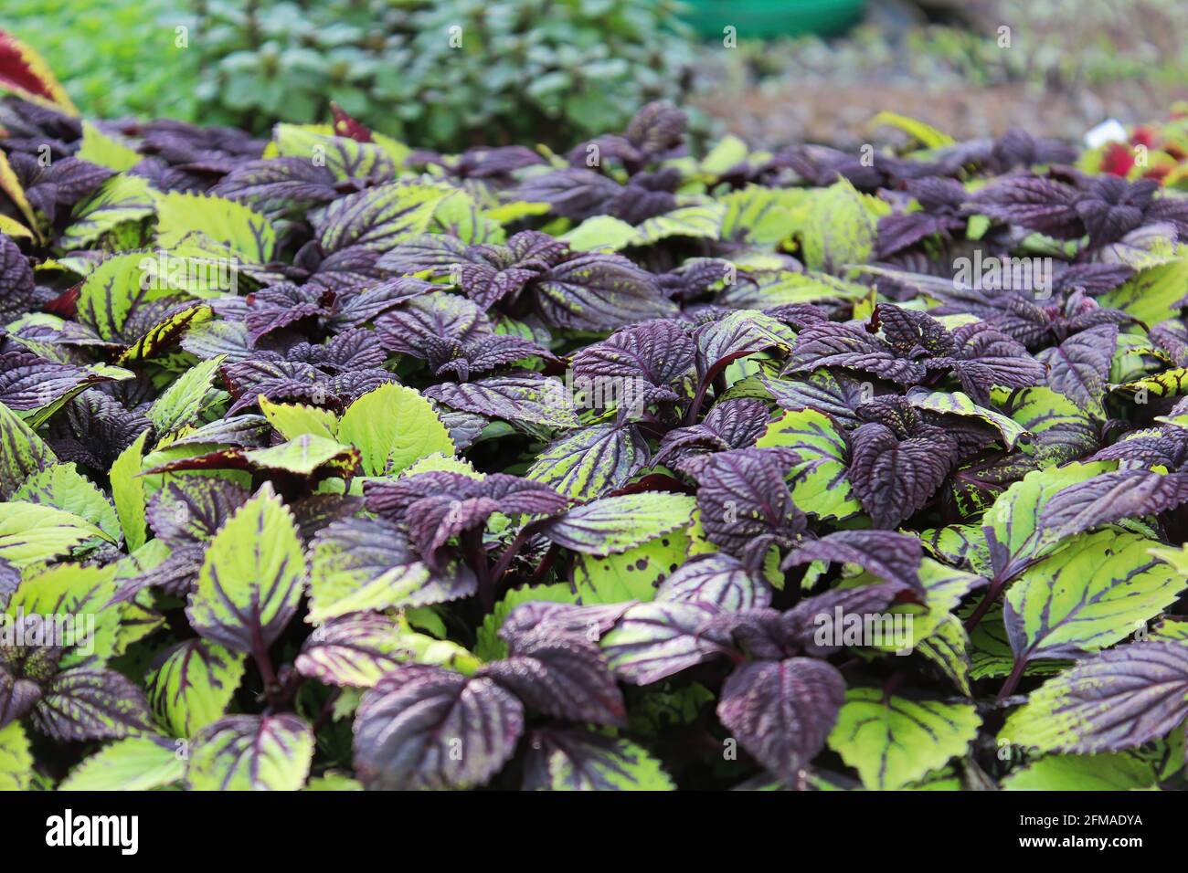 Nahaufnahme von grünen und violett gefärbten Pflanzenblättern Stockfoto