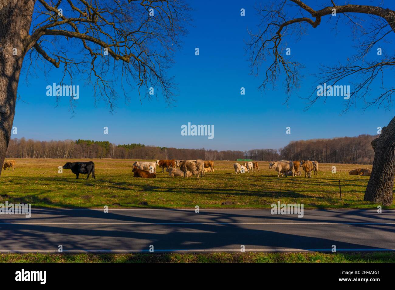 Kühe fressen im Frühjahr auf einer Wiese, im Vordergrund eine Landstraße Stockfoto