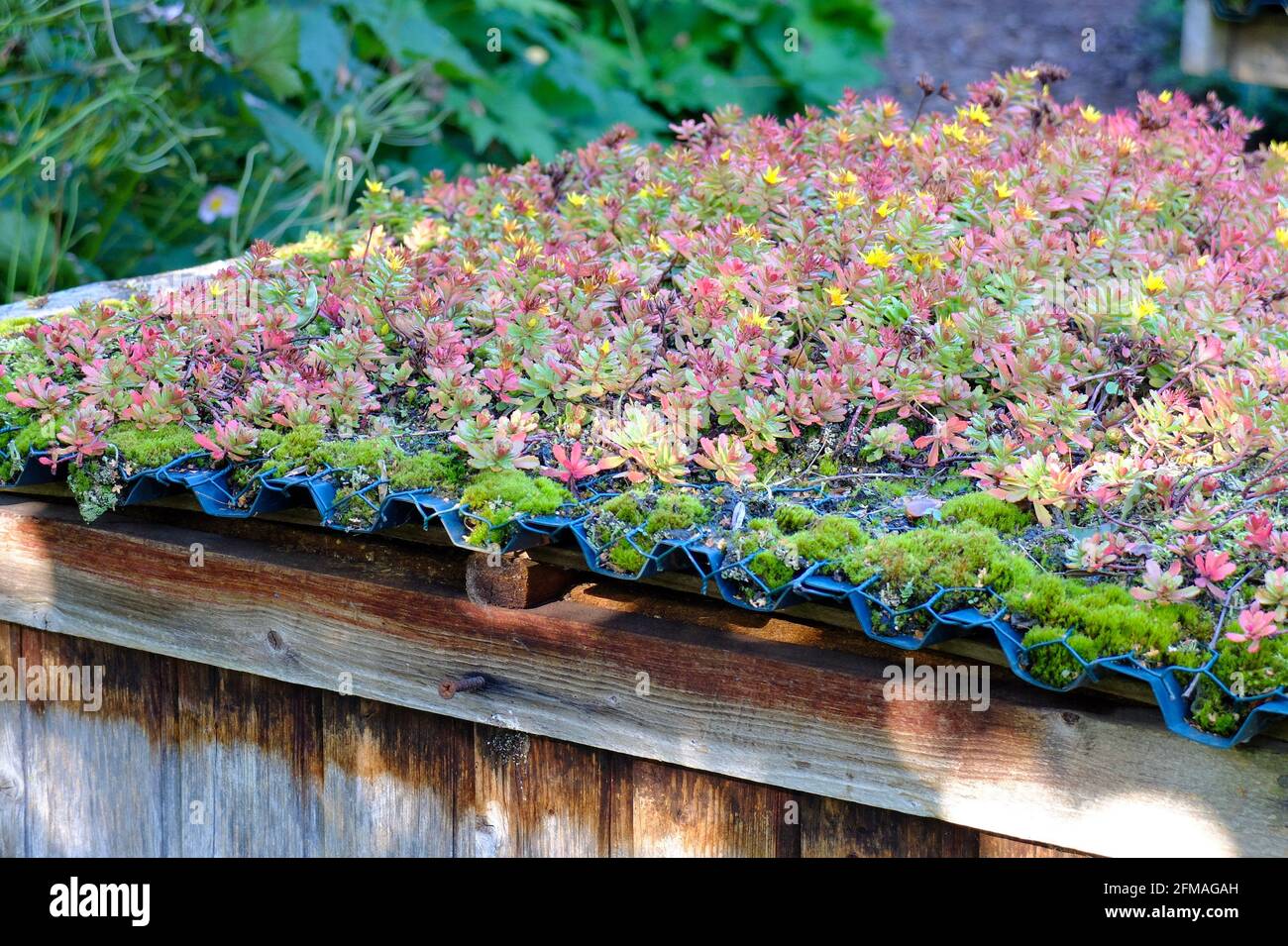 Dachbegrünung mit Sedum floriferum 'Weihenstephaner Gold' auf dem Bienenstock Stockfoto