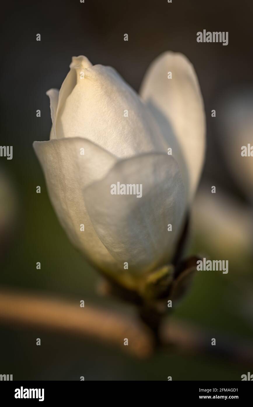 Magnolie Knospe Stockfoto