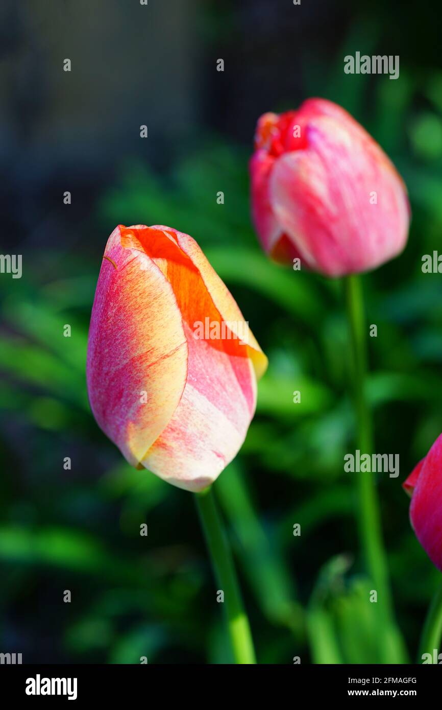 Der zweifarbige Riese Darwin Tulpe blüht im Frühlingsgarten Stockfoto