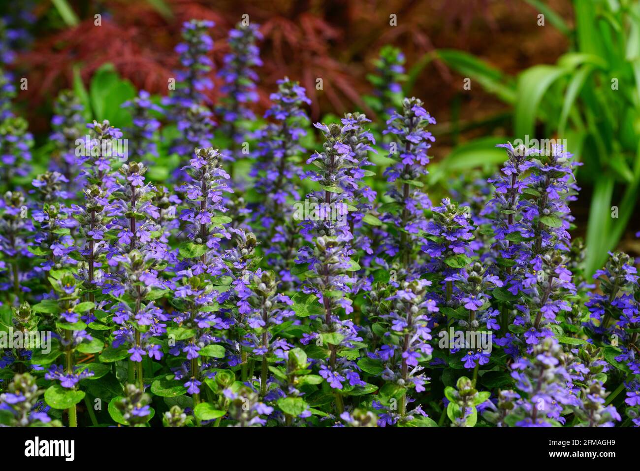 Teppich bugle Unkraut (Ajuga reptans) Blütenrispen im Frühling Garten Stockfoto