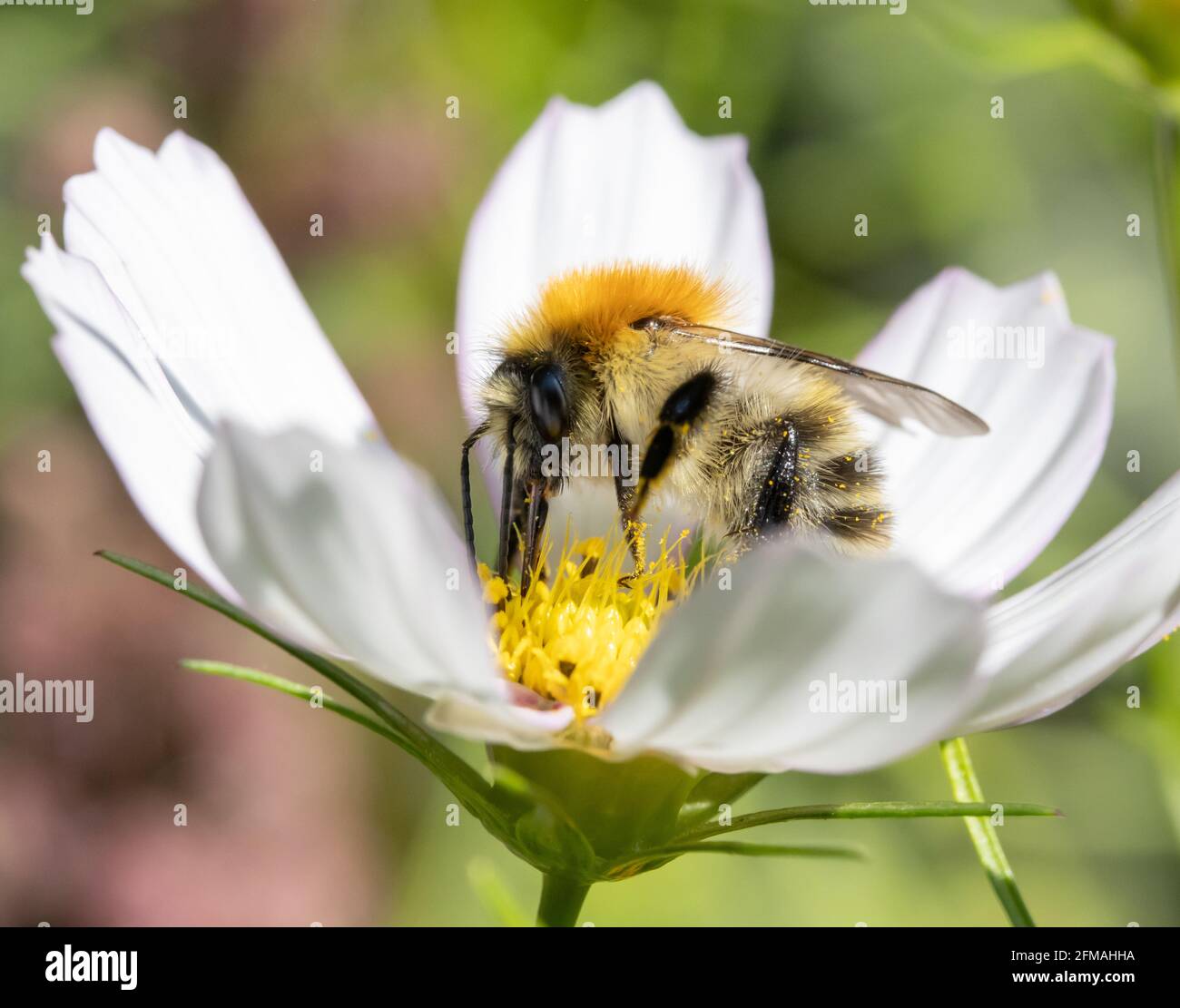 Eine Hummel sammelt Pollen in einer weißen Blume. Eine bescheidene Biene, die an einer Gartenblume arbeitet. Stockfoto