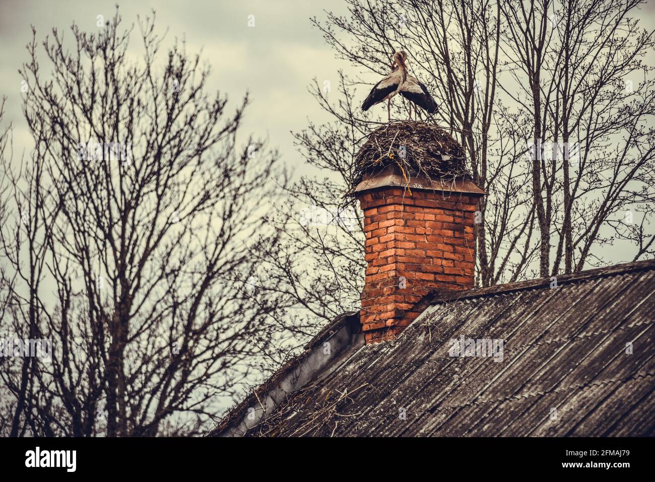 Im Frühjahr kommt eine Störchenfamilie an und baut ein Nest auf dem Dach des Hauses. Stockfoto