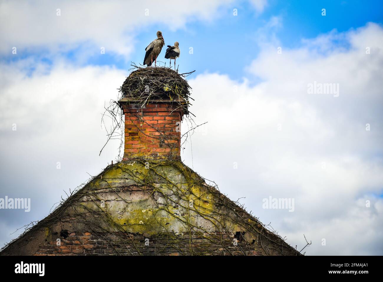 Im Frühjahr kommt eine Störchenfamilie an und baut ein Nest auf dem Dach des Hauses. Stockfoto