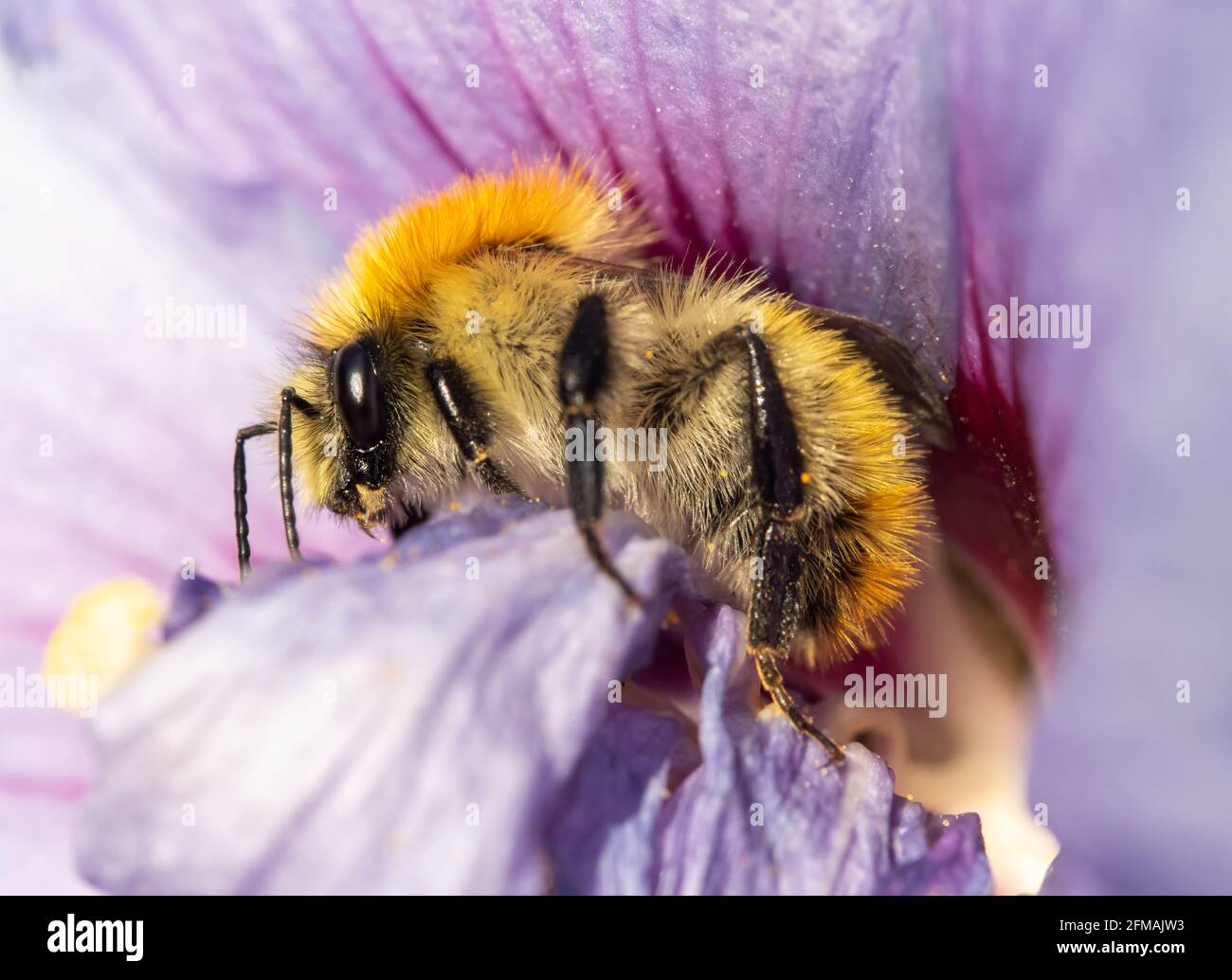 Eine Hummel, die Pollen in einer violetten Blume sammelt. Eine bescheidene Biene, die an einer Gartenblume arbeitet. Stockfoto