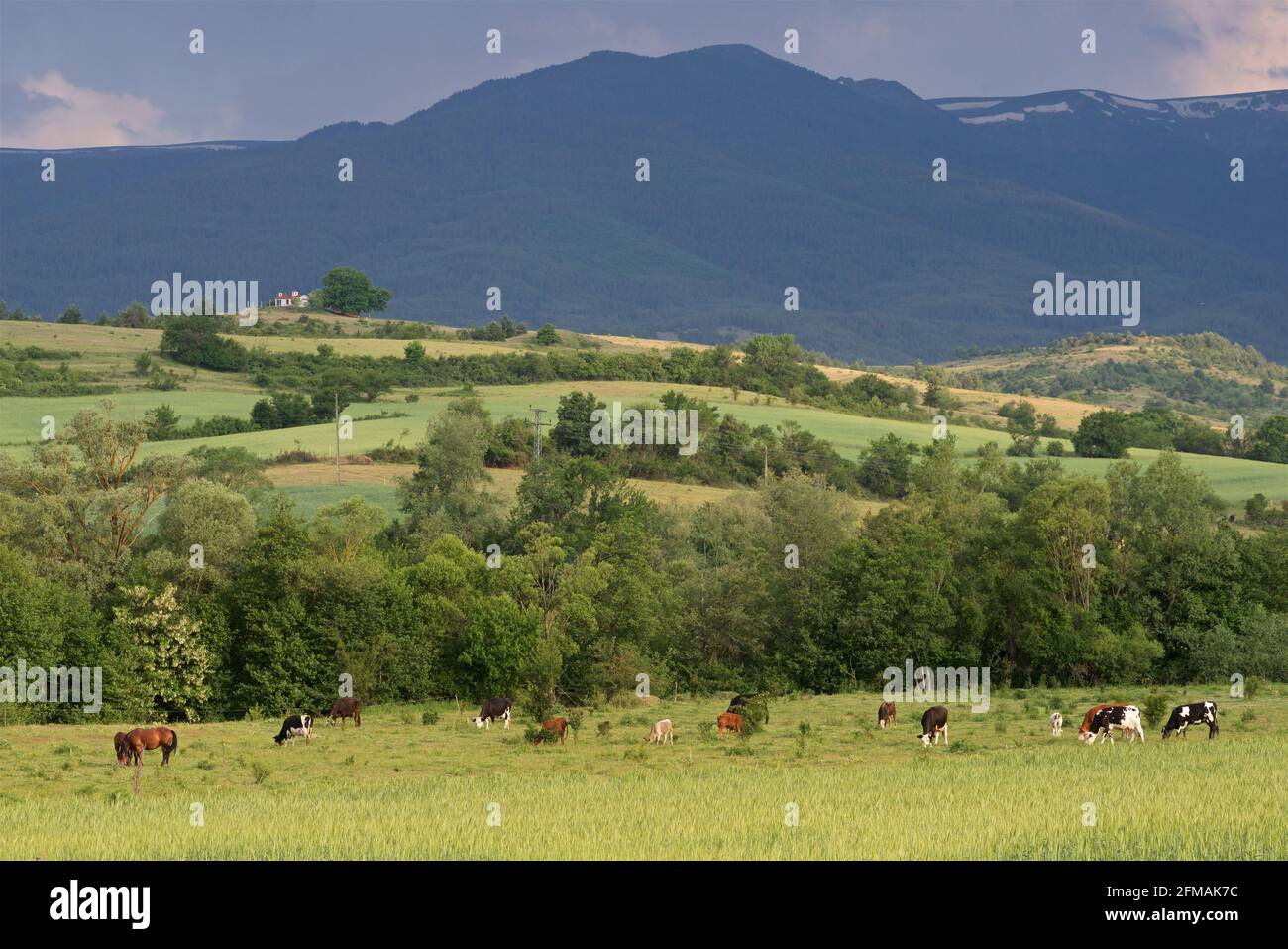 Ländliche Landschaft - Kühe und Pferde auf einem Feld in den Ausläufern des Rila-Gebirges in der Nähe von Gorno Draglishte, Gemeinde Razlog, Provinz Blagoevgrad, Bulgarien Stockfoto