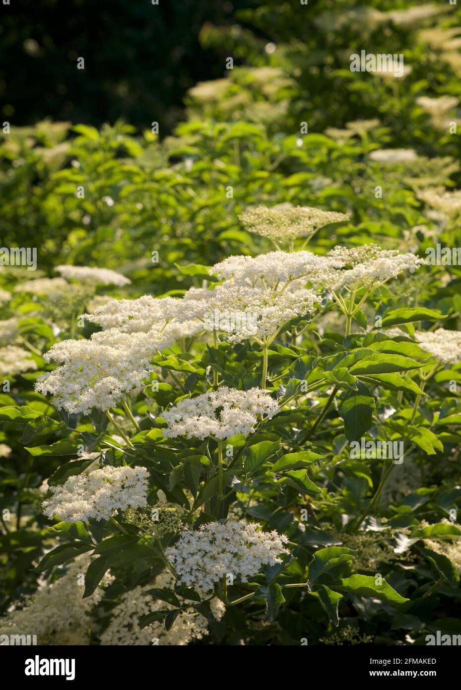 Elderflower sambucus nigra -Fotos und -Bildmaterial in hoher Auflösung ...