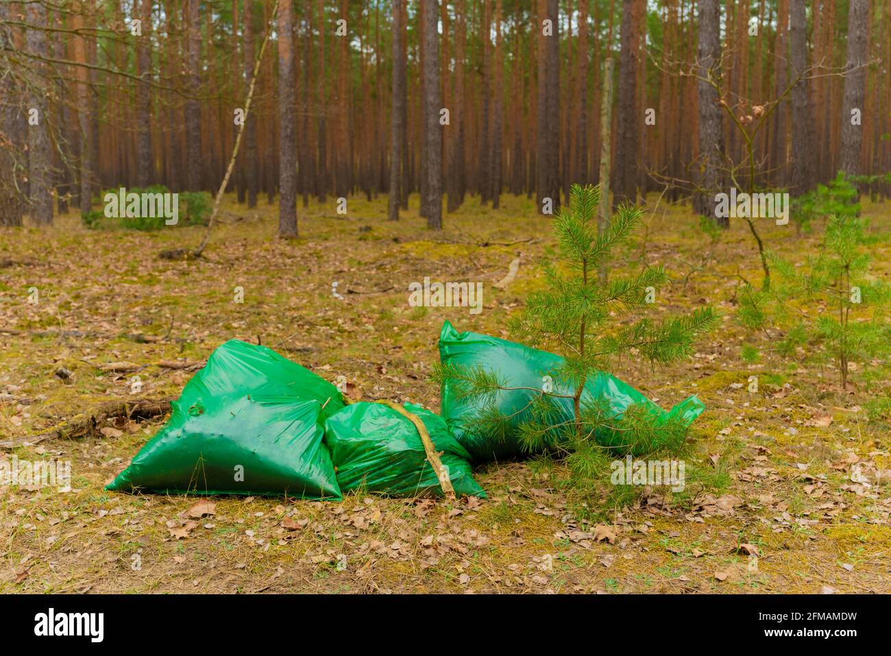 Illegal entsorgte Gartenabfälle in Plastiktüten im Wald Stockfoto